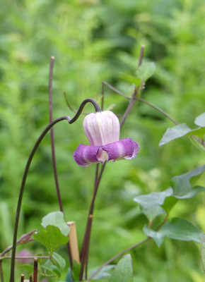 2020-06-10 Clematis crispa 'Niccy'.jpg
