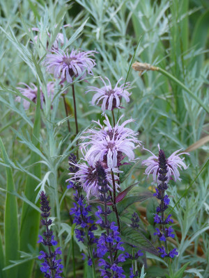 2020-06-11 Monarda bradburiana.jpg