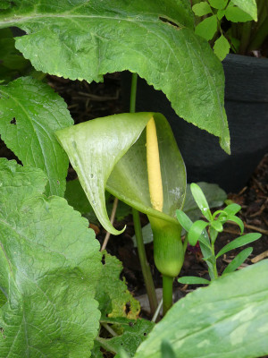 2020-06-11 Arum concinnatum 'Aghia Vavara'.jpg