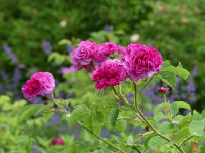 2020-06-11 Rosen 'Duc de Cambridge' 1.jpg
