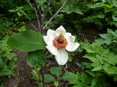 2020-06-11 Magnolia wiesenerii 1.jpg