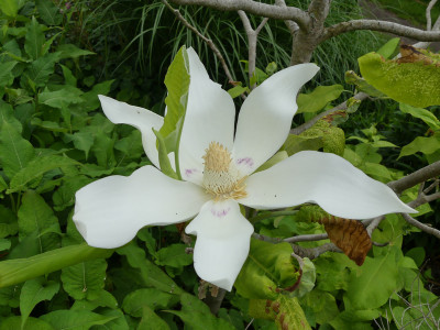 2020-06-11 Magnolia macrophylla 'Ashei' 2.jpg