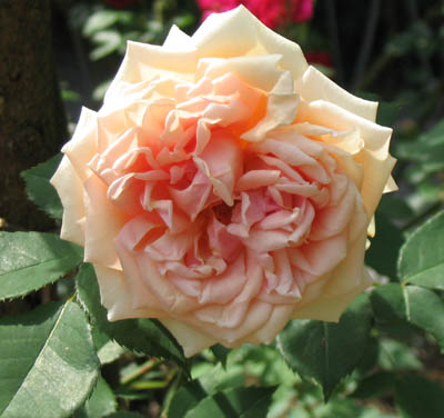Mme._Berard_2003-06-14.jpg