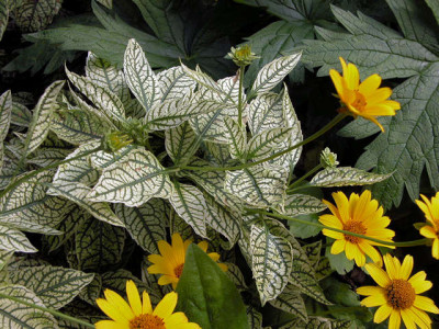 Heliopsis_Loraine_Sunshine_u.jpg