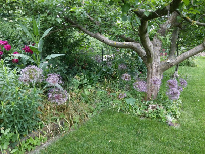 Allium corona.jpg