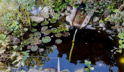 teich.jpg