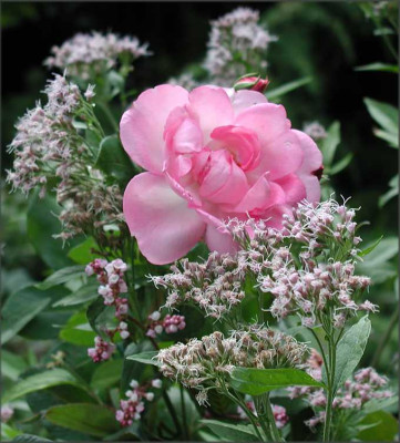 Rose_Dost.JPG