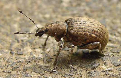 Dickmaulruessler.jpg