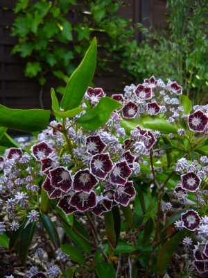 Kalmia Midnight 2.JPG