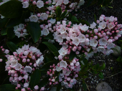 Kalmia unbekannt 1.JPG