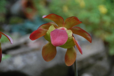 DSC_7567.JPG