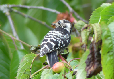 2020-06-12 Gartenvögel 1.jpg