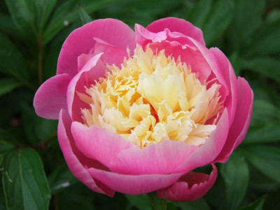2020_0314JuniRosen0026.JPG