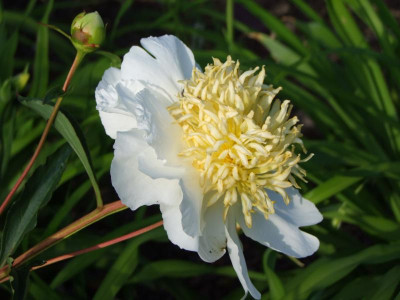 2020_0314JuniRosen0085.JPG