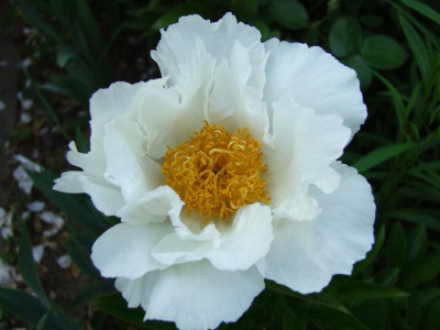 2020_0314JuniRosen0024.JPG