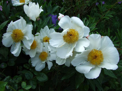 2020_0314JuniRosen0013.JPG