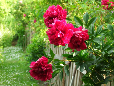 2020_0314JuniRosen0029.JPG