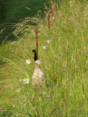 2020-06-12 Gartenimpressionen 5.jpg