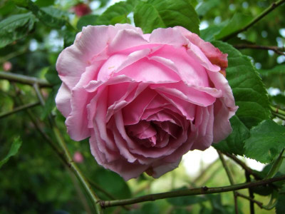 2020_0314JuniRosen0018.JPG