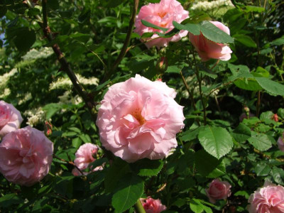 2020_0314JuniRosen0066.JPG