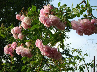 2020_0314JuniRosen0124.JPG
