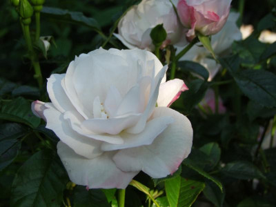 2020_0314JuniRosen0003.JPG