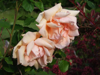 2020_0314JuniRosen0103.JPG