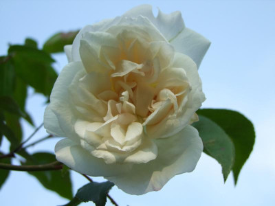 2020_0314JuniRosen0002.JPG