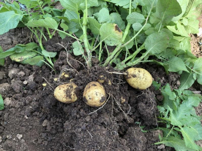 kartoffelleyla.jpg