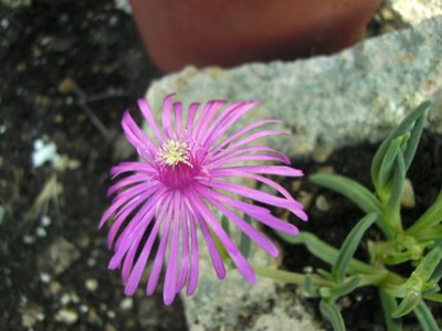 Steingartenblume.jpg