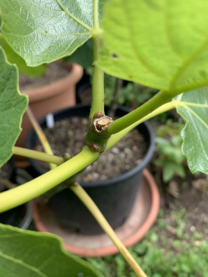 Fig Menerb_130620.jpg