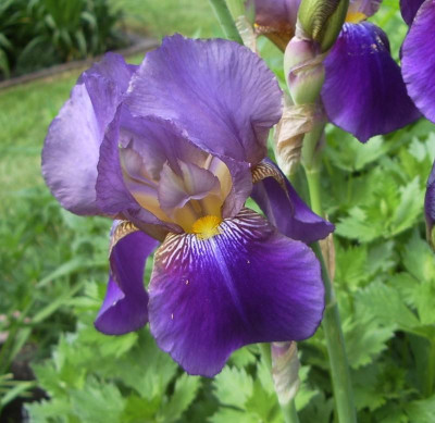 Iris unbekannt 2.jpg