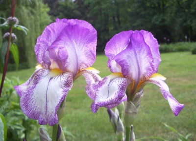 Iris unbekannt.jpg