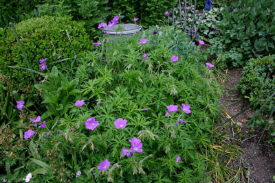 Geranium0207.jpg