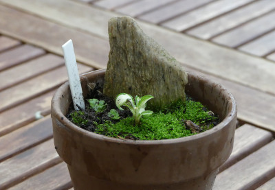2020-06-13 Hosta 'Pandora's Box'.jpg