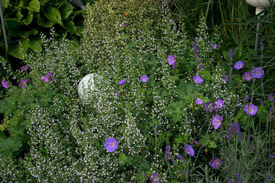 Geranium0507.jpg