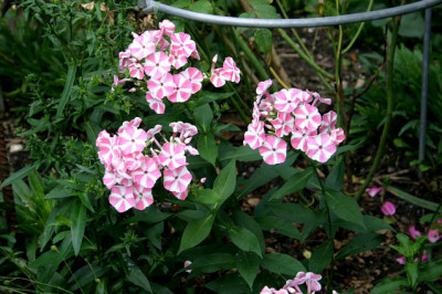 Phlox0507.jpg