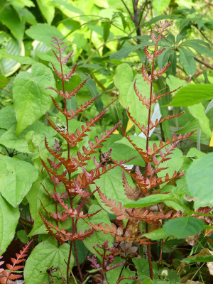 2020-06-13 Farne Dryopteris erythrosora 'Brilliance'.jpg