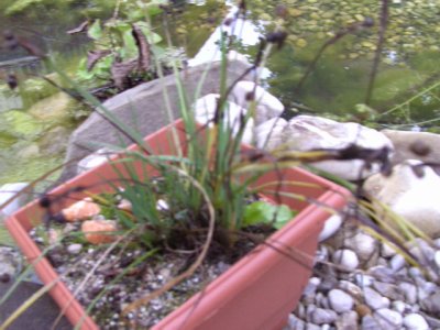 BILD1014.JPG