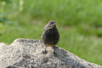 2020-06-13 Gartenvögel 1.jpg