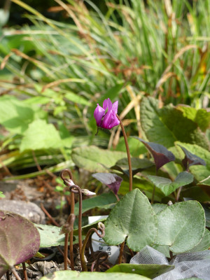 2020-06-13 Cyclamen purpurascens.jpg
