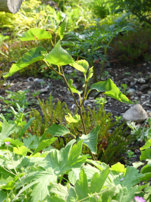 2020-06-13 Betula 'Grayswood Hill' 1.jpg