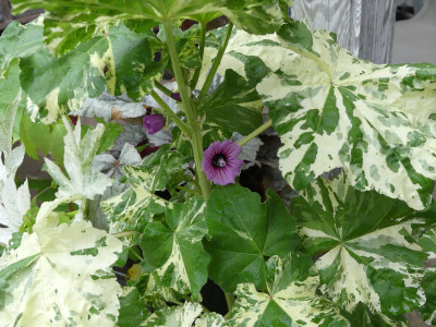 2020-06-13 Lavatera arborescens 'Variegata'.jpg