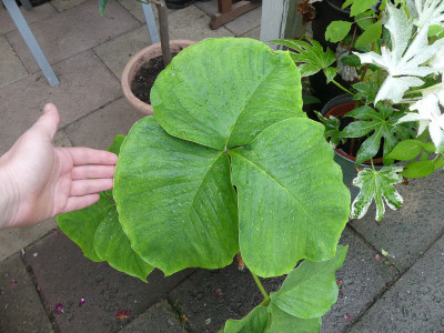 2020-06-13 Arisaema candidissimum.jpg