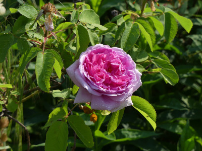 2020-06-13 Rosen 'Mme Boll' 1.jpg