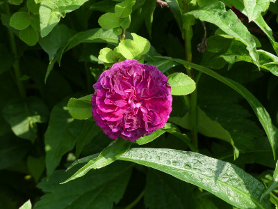 2020-06-13 Rosen 'Pompom Moss'.jpg