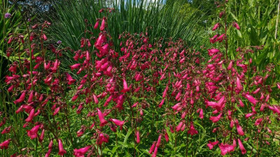 Penstemon Andenken an Friedrich Hahn = Garnet Juni 2020.jpg