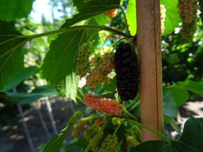 Morus 'Gerardi Dwarf' Juni 2020.JPG