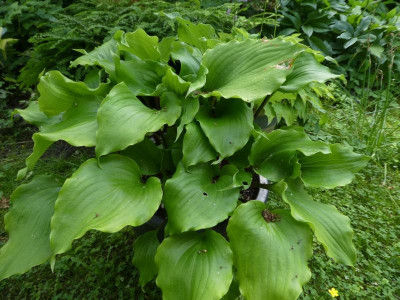 Hosta 'Cranberry Wine' 200613.JPG