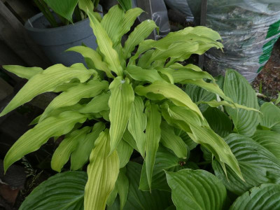 Hosta 'Curly Fries' 200613.JPG